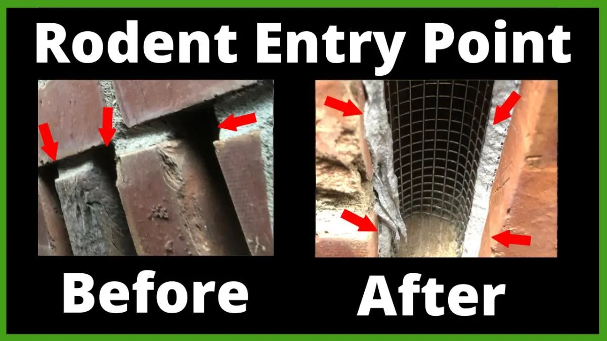 Business 10 image RAPID RODENT REMOVAL