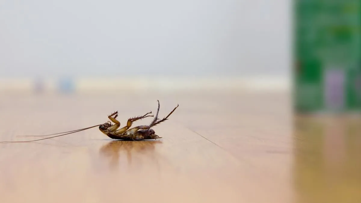 Business 9 image STRUCTURAL TERMITE & PEST CONTROL