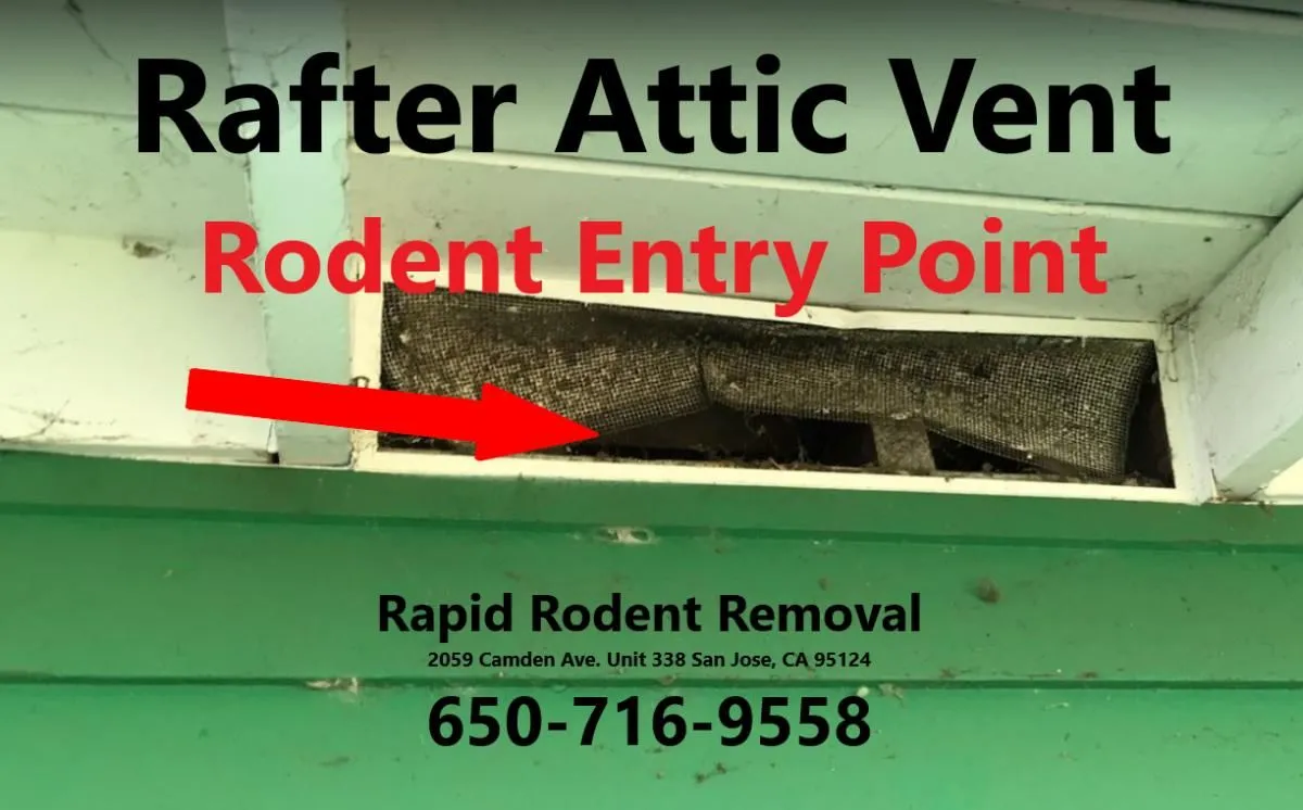 Business 7 image RAPID RODENT REMOVAL