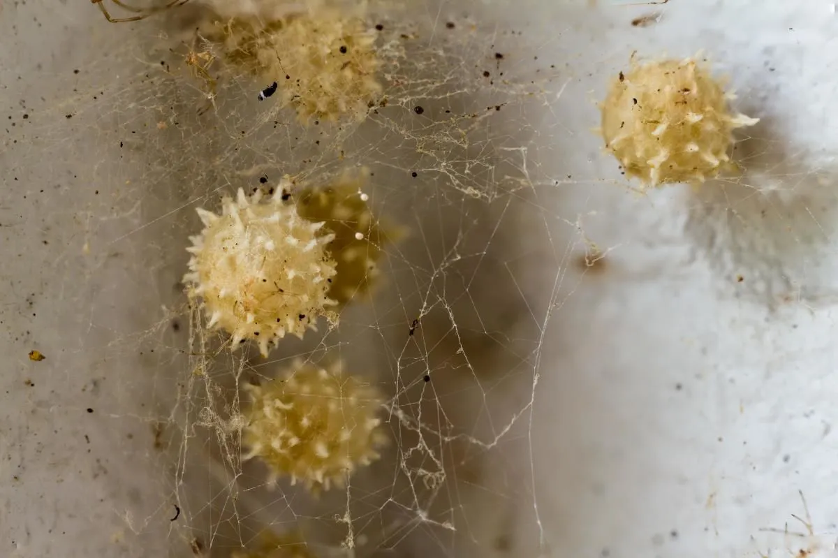 Business 1 image STRUCTURAL TERMITE & PEST CONTROL