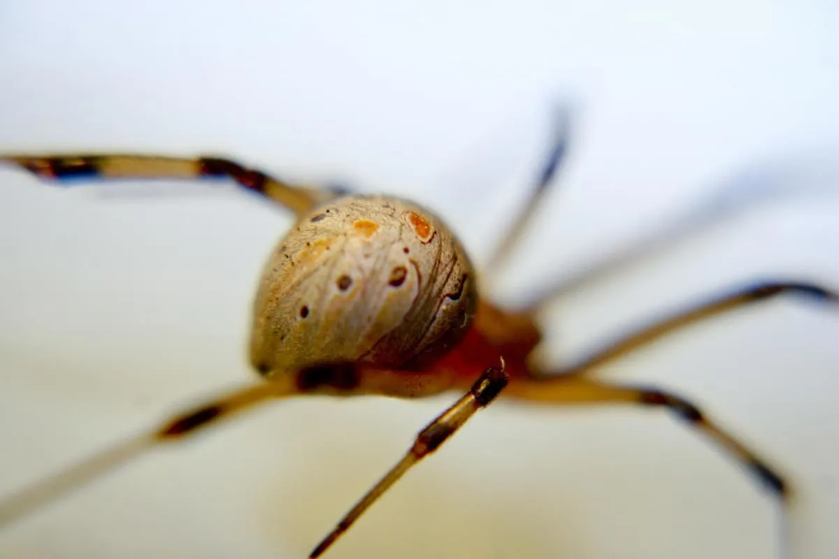 Business 2 image STRUCTURAL TERMITE & PEST CONTROL