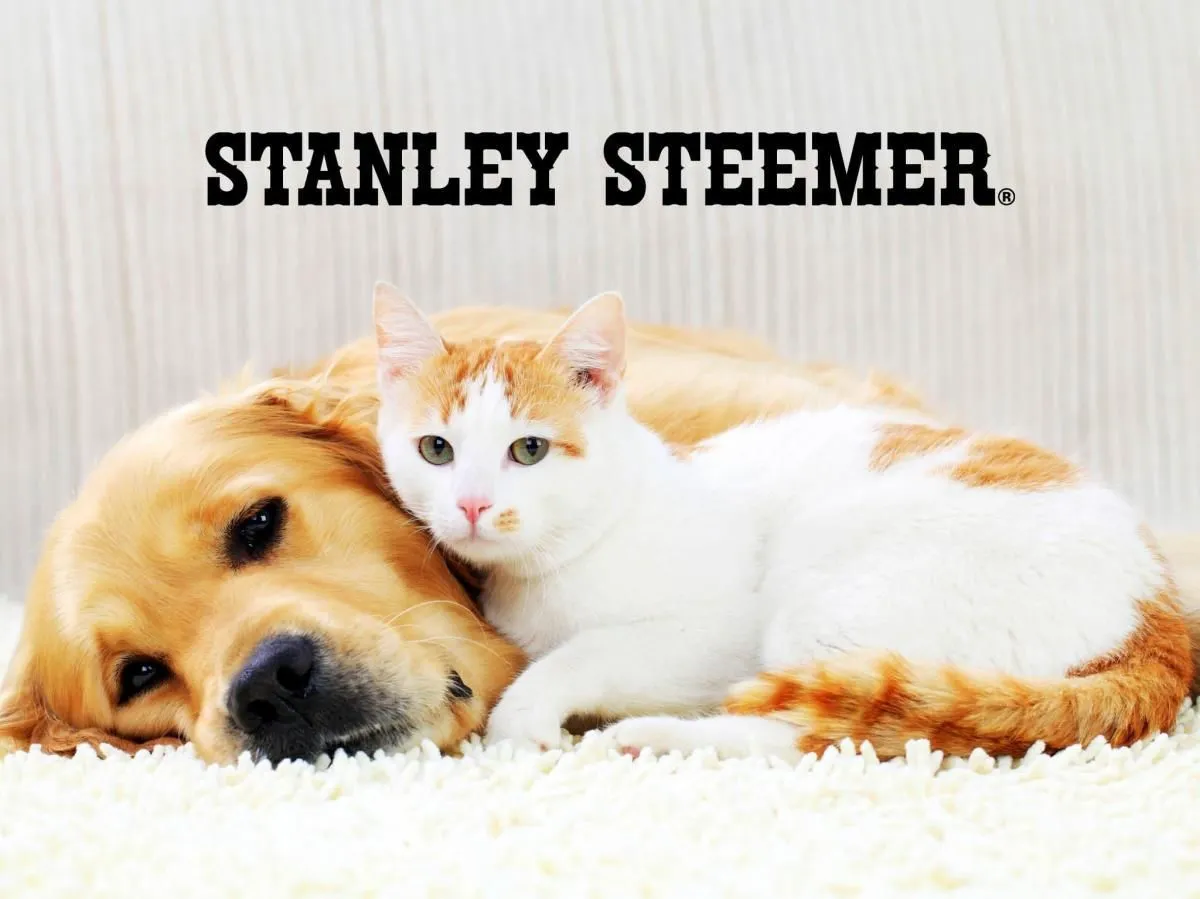 Business 22 image STANLEY STEEMER