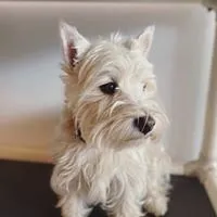 Business 3 image SIT SOCIAL: A DOG LOUNGE