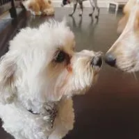 Business 8 image SIT SOCIAL: A DOG LOUNGE