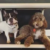Business 11 image SIT SOCIAL: A DOG LOUNGE
