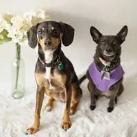 Business 12 image SIT SOCIAL: A DOG LOUNGE