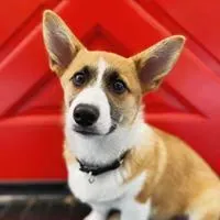 Business 15 image SIT SOCIAL: A DOG LOUNGE