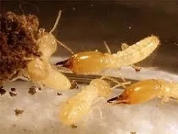 Business 4 image BOBBI RAY'S TERMITE & PEST CONTROL