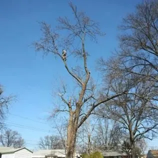 Business 7 image ALLEN CONSTRUCTION AND TREE SERVICE, LLC