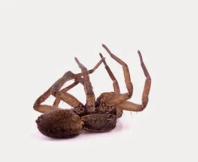 Business 5 image FREEDOM PEST CONTROL