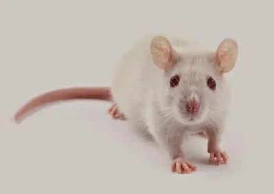 Business 4 image FREEDOM PEST CONTROL