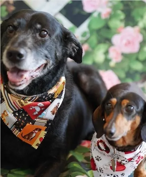 Business 3 image MELISSA MICHELLE GROOMING