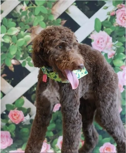 Business 1 image MELISSA MICHELLE GROOMING