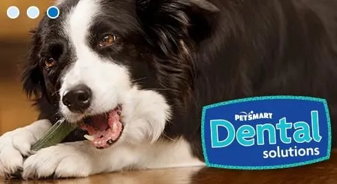 Business 12 image PETSMART