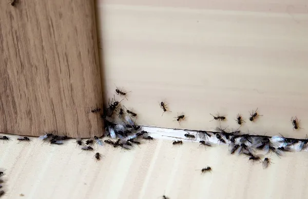 Business 2 image HILL CITY TERMITE REMOVAL EXPERTS
