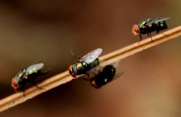 Business 5 image HILL CITY TERMITE REMOVAL EXPERTS