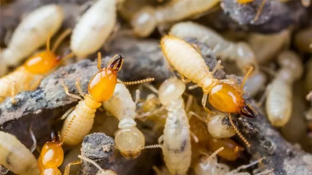 Business 7 image STRUCTURAL TERMITE & PEST CONTROL