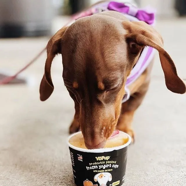 Business 1 image FIJI YOGURT