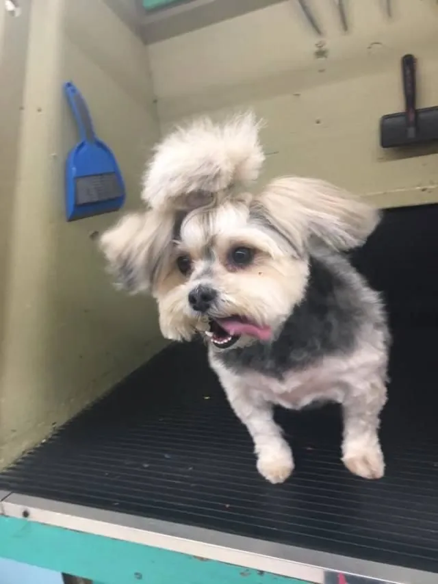 Business 1 image AMERICAN SCHOOL DOG GROOMING