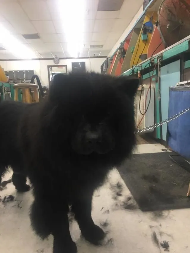 Business 3 image AMERICAN SCHOOL DOG GROOMING