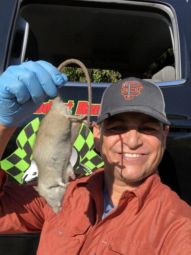 Business 8 image RAPID RODENT REMOVAL