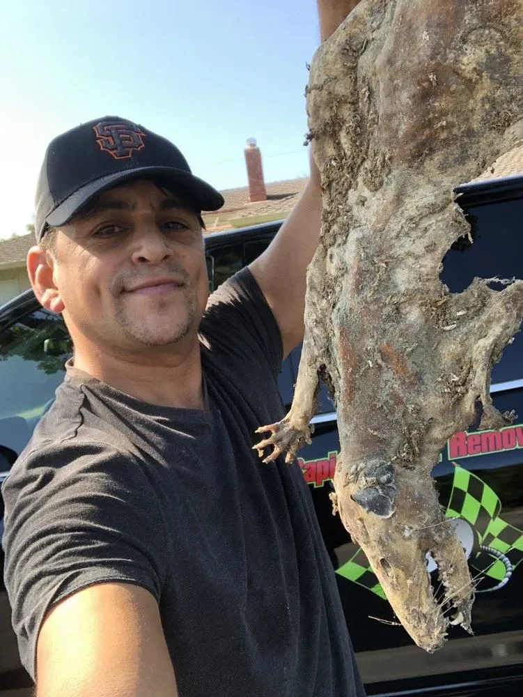 Business 17 image RAPID RODENT REMOVAL