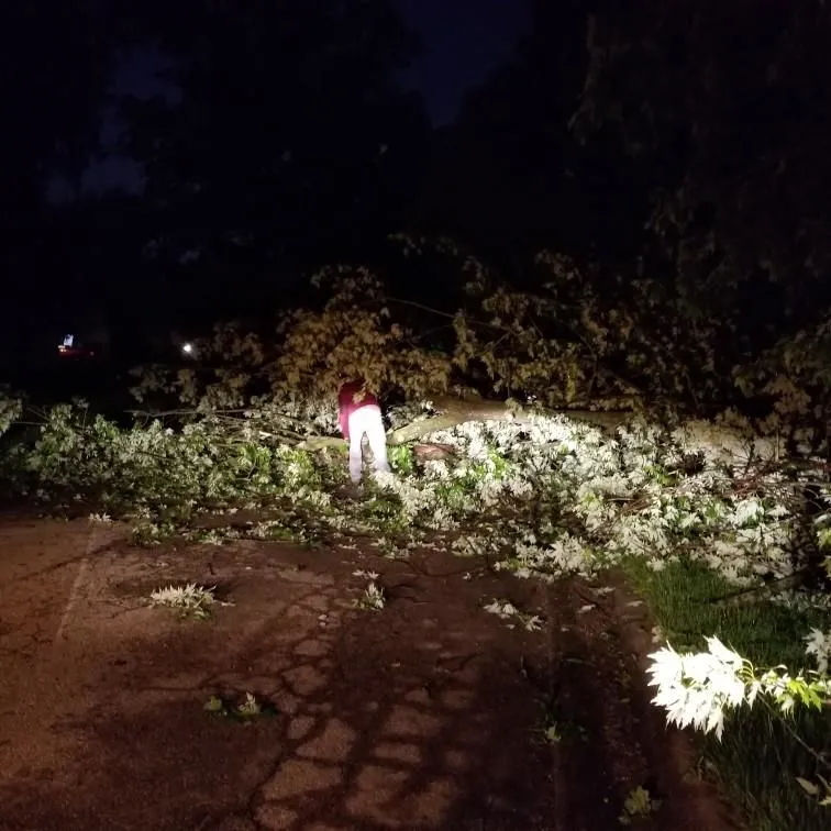 Business 2 image P&L TREE SERVICE