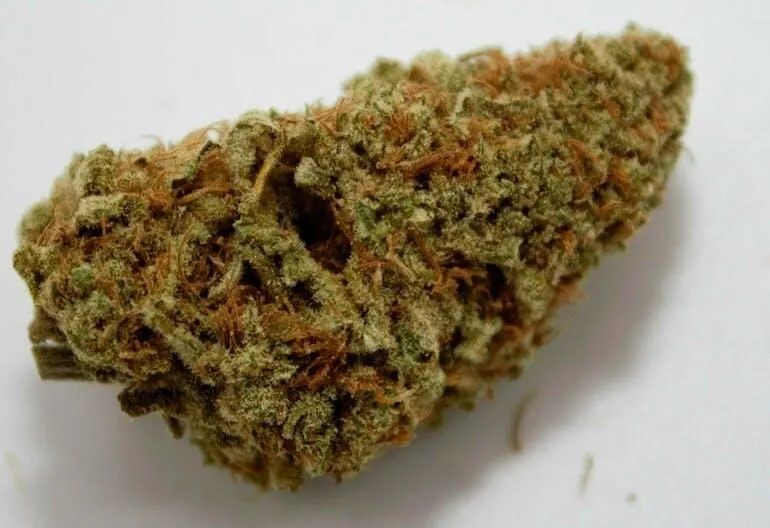 Business 11 image THE HONEYHOLE DISPENSARY