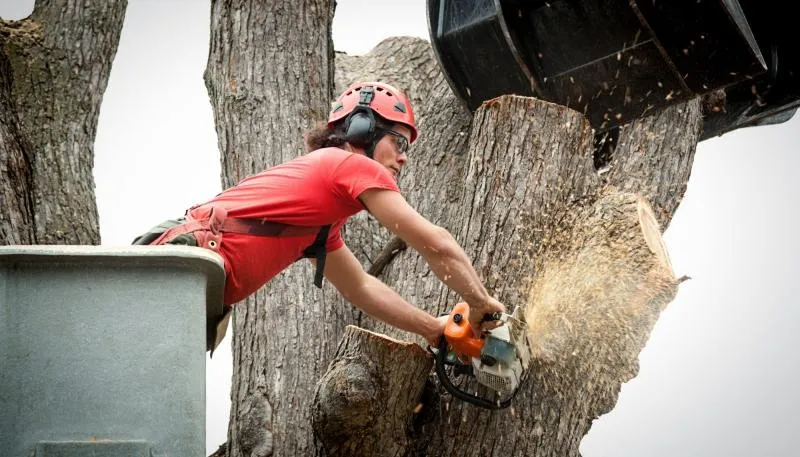 Business 2 image HOME OF THE MASTERS GOLF TREE SERVICE