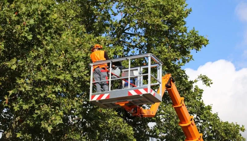 Business 5 image WALNUT CREEK TREE SERVICE