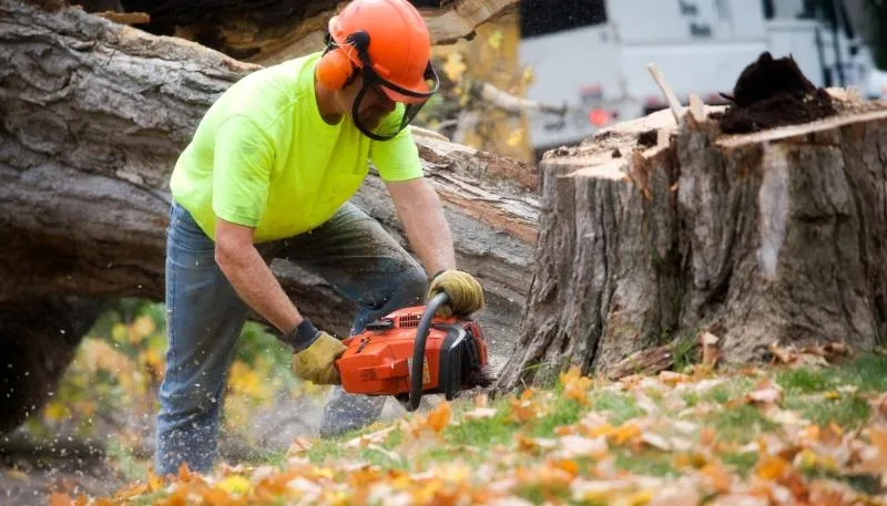 Business 7 image WALNUT CREEK TREE SERVICE