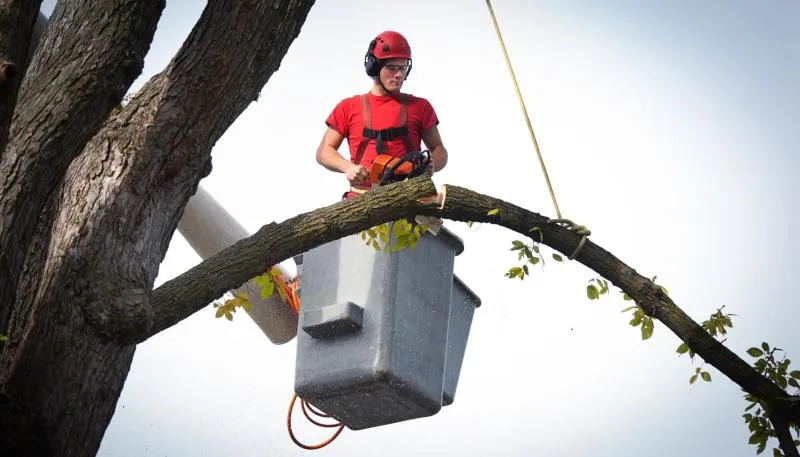 Business 9 image WALNUT CREEK TREE SERVICE
