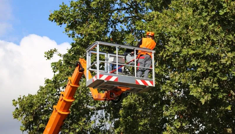 Business 15 image WALNUT CREEK TREE SERVICE
