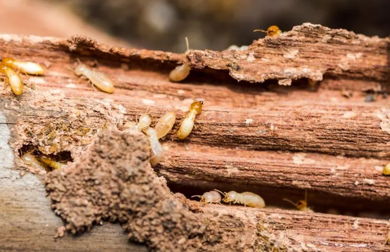 Business 2 image DALLAS PEST CONTROL SOLUTIONS
