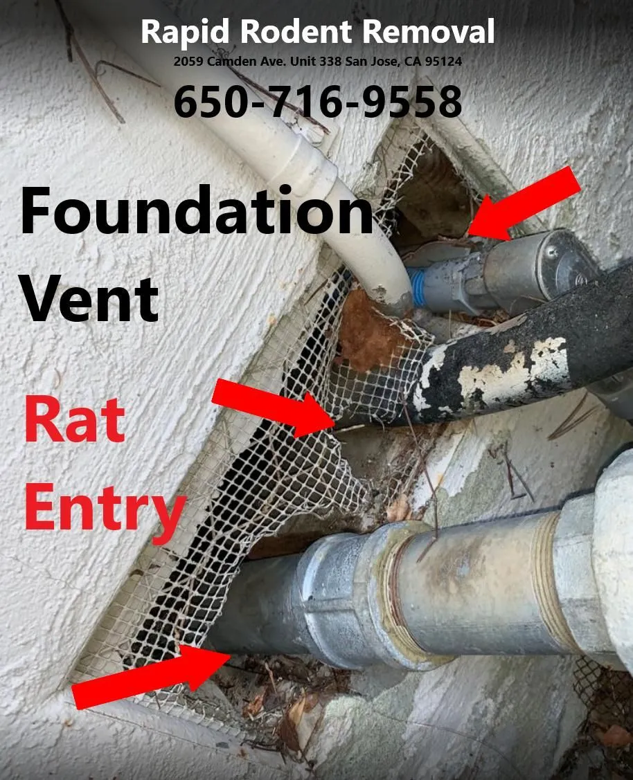 Business 5 image RAPID RODENT REMOVAL