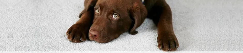 Business 4 image K & L CHEM-DRY