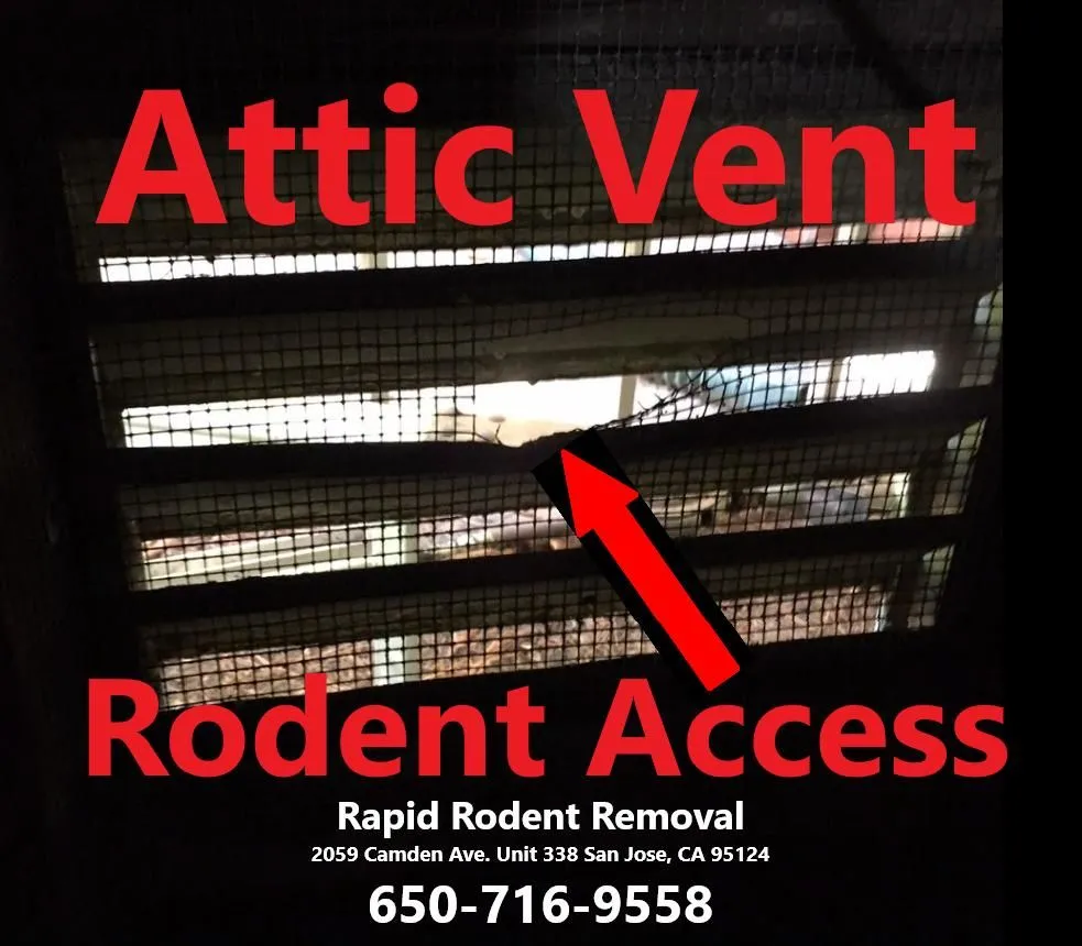 Business 20 image RAPID RODENT REMOVAL