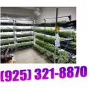 FRESH AND BEAUTY RUNTZ CLONE AVAILABLE Health & Wellness Products in San Jose CA