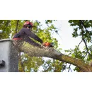 FLOWER FIELD TREE SERVICE in Bloomington MN