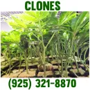 FRESH AND BEAUTY GG4 CLONES IN SAN JOSE Home Health Services in San Jose CA