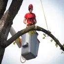 THE FIRST STATE TREE SERVICE Tree Service Company in Dover DE