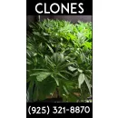 FRESH GG4 CLONE AVAILABLE Health & Wellness Products in San Jose CA