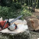 RIAN'S TREE SERVICE, LLC in Indianapolis IN