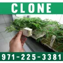 FRESH AND BEAUTY PROJECT 4516 CLONE AVAILABLE Health & Wellness Products in San Jose CA