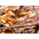 QUAKER GRAVEYARD TERMITE REMOVAL EXPERTS Pest Control Services in Dover DE