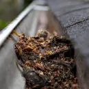 EMMANUEL SERVICE GUTTERS Gutter Service in Houston TX