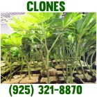 FRESH AND BEAUTY GG4 CLONES IN SAN JOSE