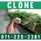 FRESH AND BEAUTY PROJECT 4516 CLONE AVAILABLE