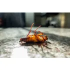 PEACH CAPITAL PEST CONTROL