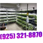 FRESH AND BEAUTY GG4 CLONE AVAILABLE